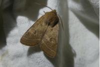 Orthosia cerasi