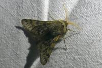 Apocheima hispidaria