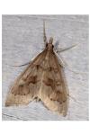 Mecyna asinalis