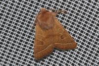 Orthosia cerasi