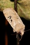Conistra rubiginosa
