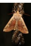 Conistra erythrocephala