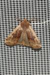 Conistra erythrocephala