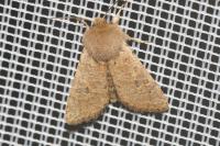 Orthosia cruda