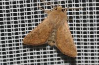 Orthosia cruda