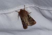 Orthosia gothica