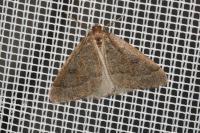 Theria primaria