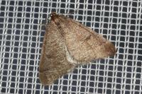 Theria primaria