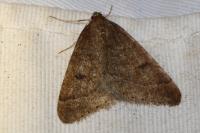 Theria primaria