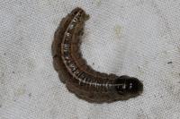Apamea sordens