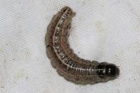 Apamea sordens