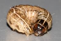 Apamea sordens