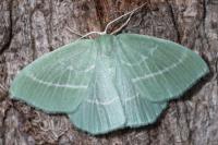 Hemistola chrysoprasaria