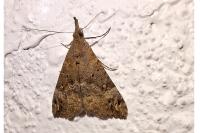 Hypena obsitalis