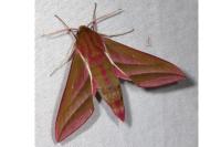 Deilephila elpenor