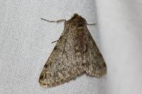 Phigalia pilosaria