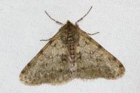 Phigalia pilosaria