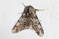 Biston strataria