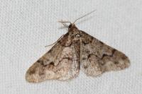 Agriopis leucophaearia