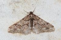 Agriopis leucophaearia