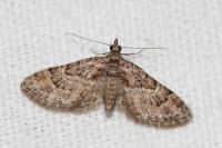 Gymnoscelis rufifasciata
