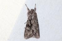 Xylocampa areola