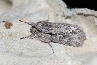 Xylocampa areola