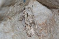 Lithophane ornitopus