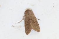 Orthosia cerasi