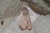 Orthosia cruda