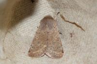 Orthosia cruda