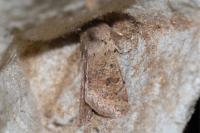 Orthosia cruda
