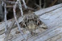 Autographa gamma