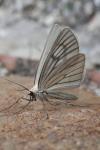 Siona lineata
