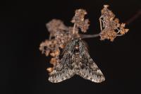 Apocheima hispidaria