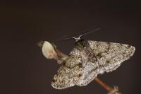 Phigalia pilosaria