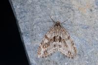 Trichopteryx polycommata