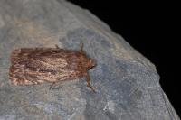 Amphipyra cinnamomea
