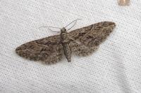 Eupithecia oxycedrata