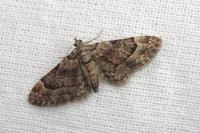Gymnoscelis rufifasciata