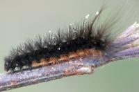 Arctia testudinaria