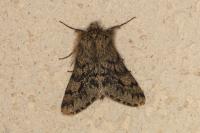 Apocheima hispidaria