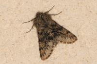 Apocheima hispidaria