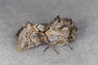 Cleonymia yvanii