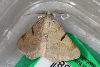 Itame vincularia