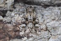 Pachetra sagittigera