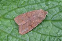 Orthosia cerasi