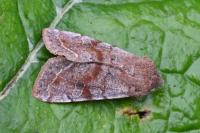 Orthosia incerta