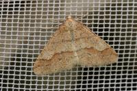 Phigaliohybernia marginaria