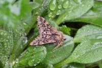 Apocheima hispidaria